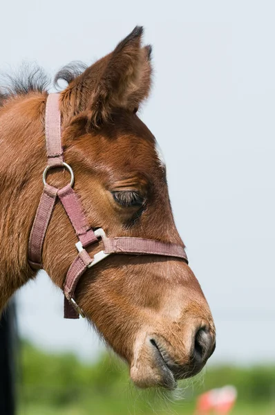 Dreamy foal — Stock Photo, Image