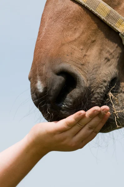 Cavallo che mangia erba — Foto Stock