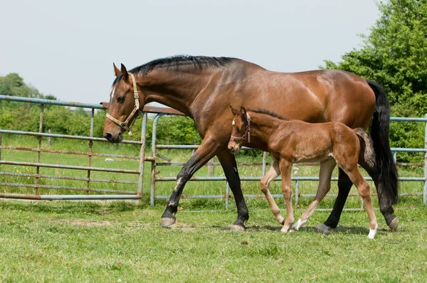 stock image Mare and foal in the field