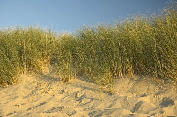 Дюны Нидерландов Стоковое Изображение