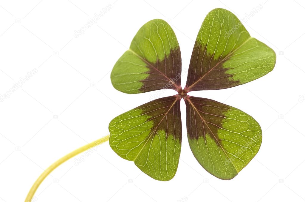 Four Leave Clover