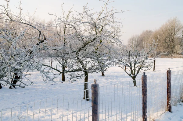 冬の庭 — ストック写真