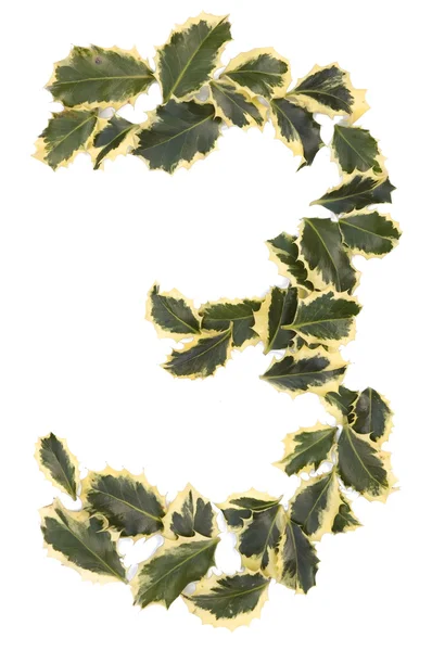 Holly Number Three — Stock Photo, Image