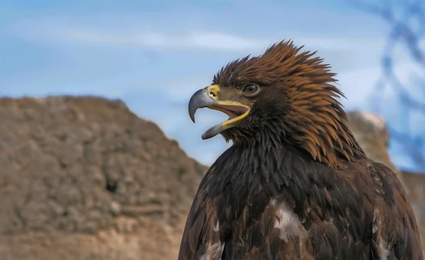 Steppe eagle — Stock Photo, Image
