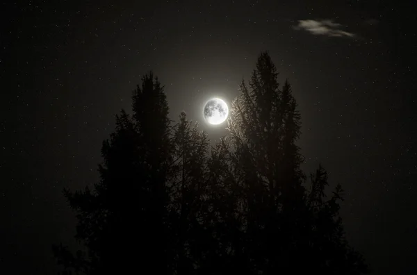 보름달 두 소나무 사이 — 스톡 사진