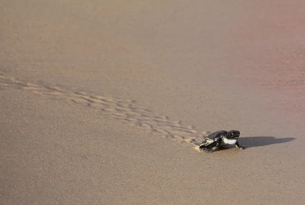 Χελώνα θάλασσας μωρό — Φωτογραφία Αρχείου
