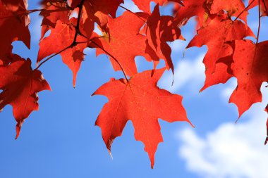 Red maple leaves clipart