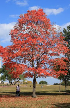 Red maple tree clipart