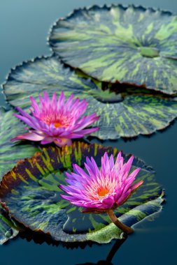 Waterlily clipart