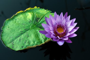 Waterlily clipart