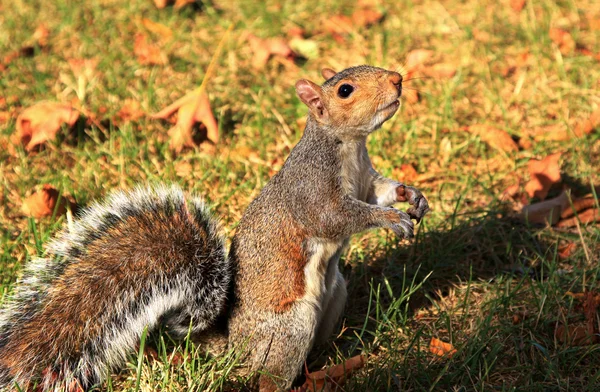 stock image Squirrel