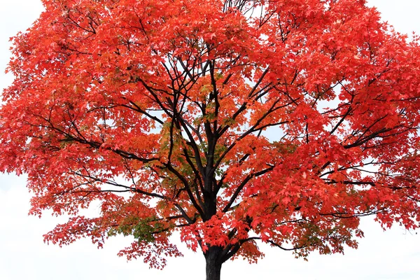 Kırmızı akçaağaç ağaç — Stok fotoğraf