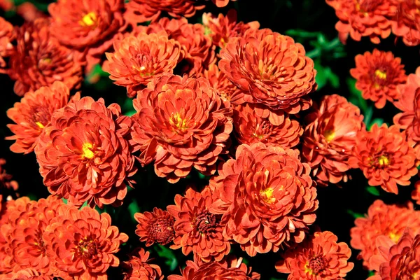 Красные хризантемы — стоковое фото
