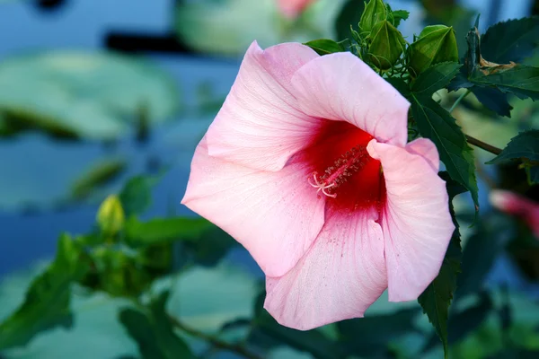 stock image Hibiscus flower