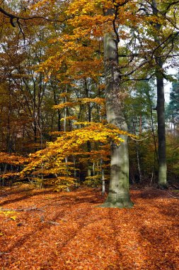 Autumn forest clipart