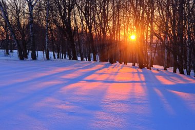Sunset in a winter forest clipart
