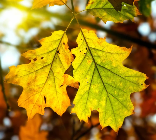 노란 오크 잎 — 스톡 사진