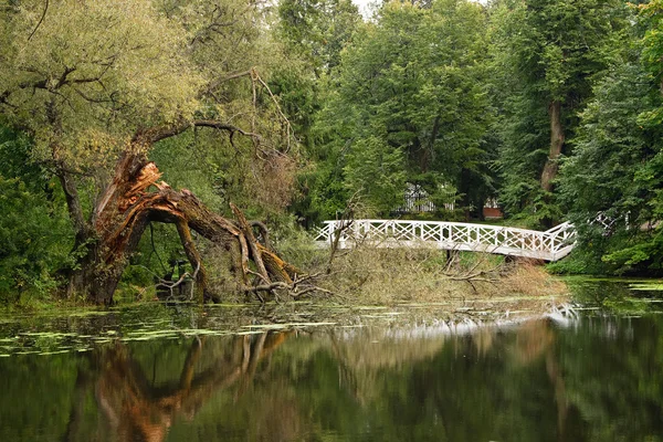 Gölet ve kırık ağaç — Stok fotoğraf