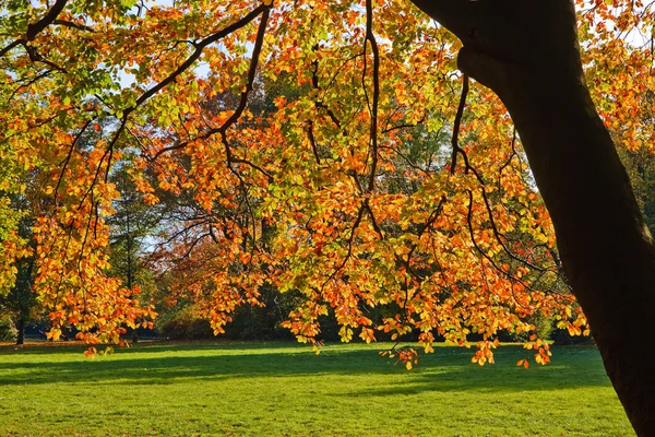 Gele herfstboom — Stockfoto