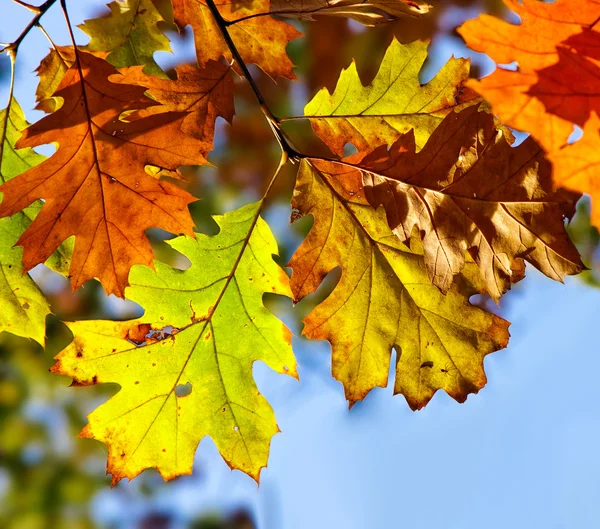 Foglie di quercia autunno — Foto Stock
