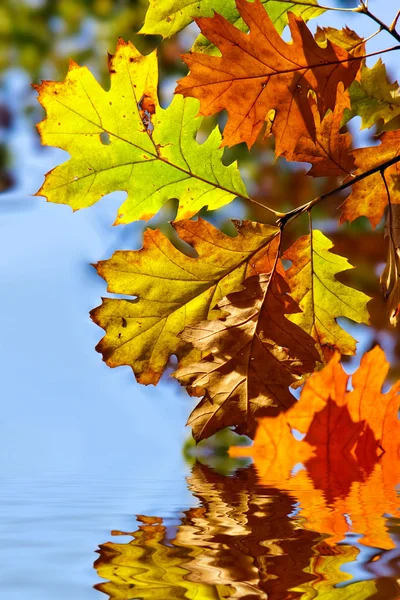 stock image Autumn leaves