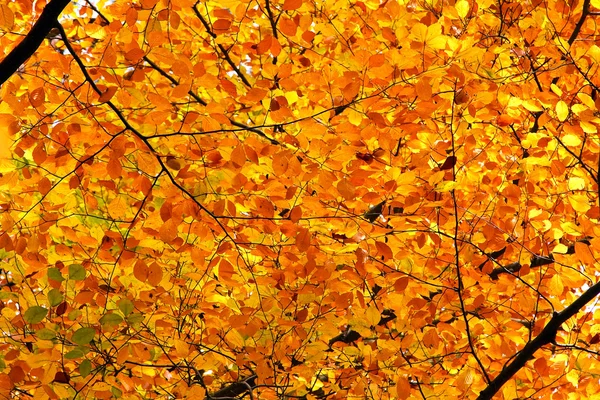 Podzimní zeleň — Stock fotografie