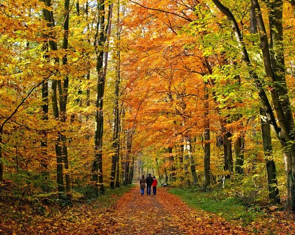Walking in autumn park — Stock Photo, Image