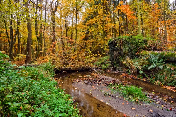 Őszi erdő — Stock Fotó
