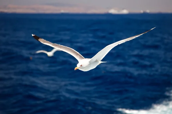 stock image Flying seagull