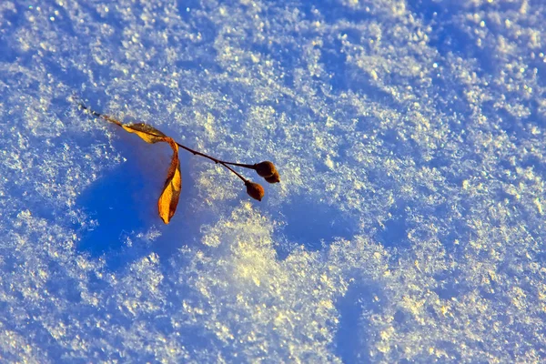 Folha de árvore de cauda — Fotografia de Stock