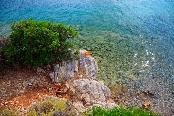 Kayanın üzerinde büyüyen yeşil çalı — Stok fotoğraf