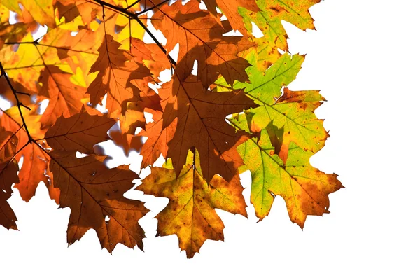 가을 잎 — 스톡 사진