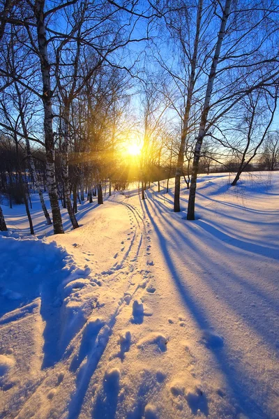 Pôr do sol em um parque de inverno — Fotografia de Stock