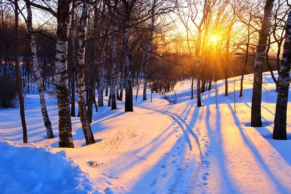 Západ slunce v zimním parku — Stock fotografie
