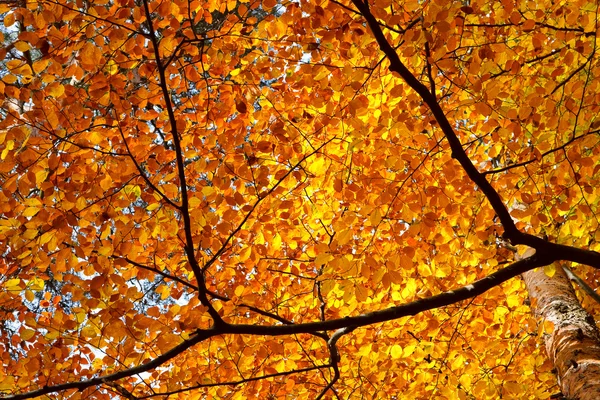 Žluté podzimní listy — Stock fotografie