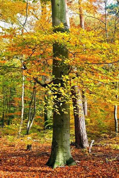 Autumn Stock Image