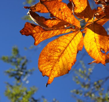 Chestnut leaves clipart