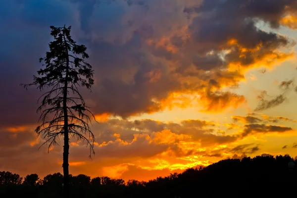 Pine tree and colorful sky — Stock Photo, Image