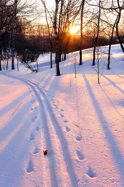 สวนฤดูหนาวตอนพระอาทิตย์ตก — ภาพถ่ายสต็อก
