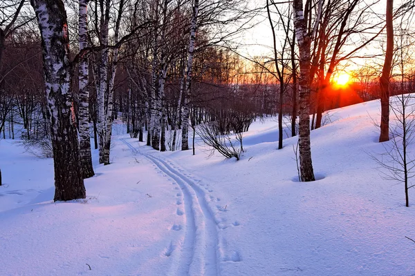 สวนฤดูหนาวตอนพระอาทิตย์ตก — ภาพถ่ายสต็อก