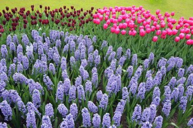 Flower bed in Keukenhof gardens clipart