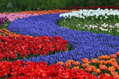 Flower bed in Keukenhof gardens clipart