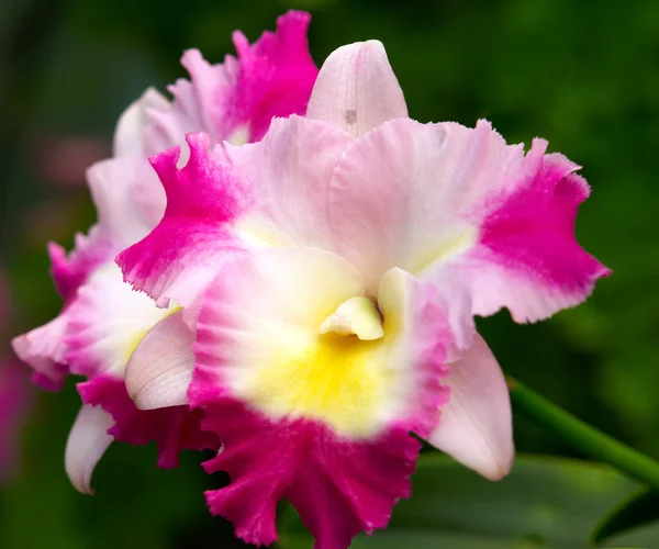 stock image Orchid