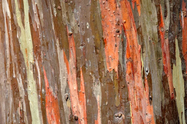레인 보우 유 칼 리 나무 나무 껍질 — 스톡 사진