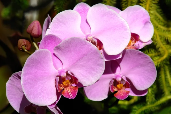 stock image Tropical flower