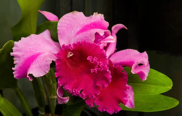 stock image Orchid