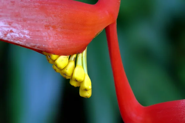 Flor tropical —  Fotos de Stock