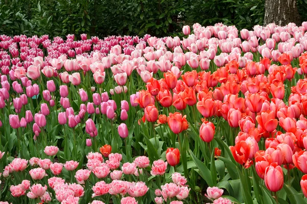Naturlige baggrunde: tulipaner - Stock-foto