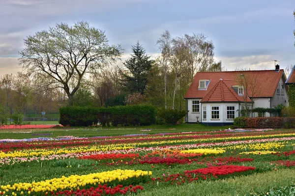 Pestrobarevné tulipány — Stock fotografie