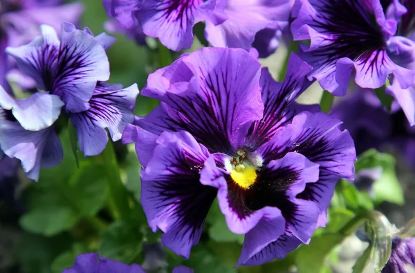 Крупный план фиолетового цветка — стоковое фото